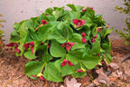 Mix Trillium Roots - 10 Roots, Large Roots - Yellow Red White Color Flower
