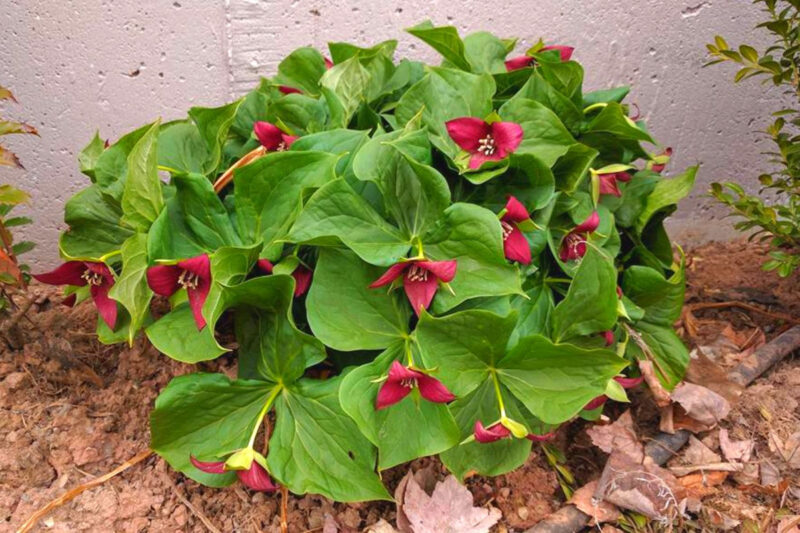 Mix Trillium Roots - 10 Roots, Large Roots - Yellow Red White Color Flower