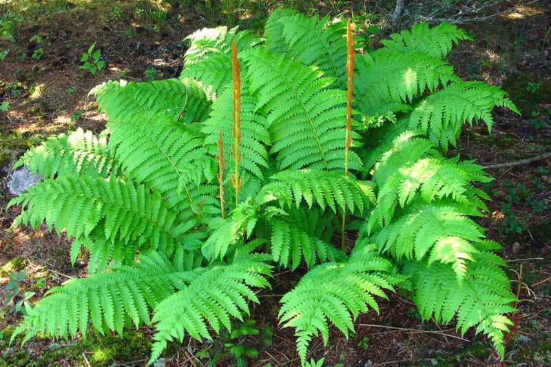 10 Cinnamon Fern Bare Roots, 4 to 7 Inches Tall