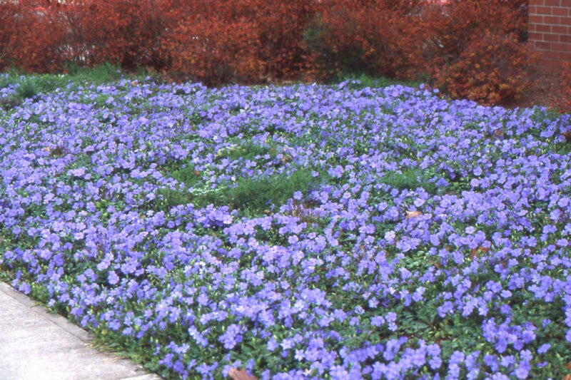 Vinca Plants Live - 75 Bare Roots - 6 to 8 Inc Tall