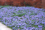Vinca Plants Live - 50 Bare Roots - 6 to 8 Inc Tall