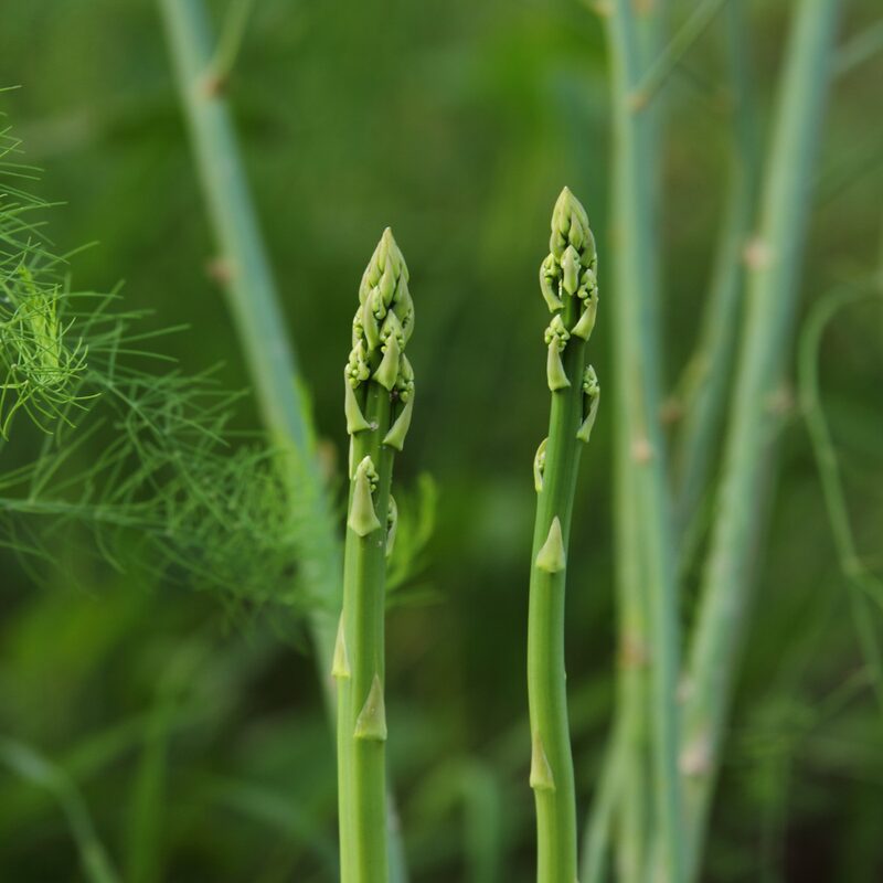 5 Green Asparagus Plants - Healthy, Vigorous Plants - Seedling Vegetable Plants - Zone 3 To 9