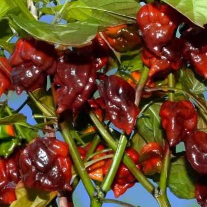 Chocolate Carolina Reaper Pepper Live Plants for Sale - Set 2 - Zone 9-12 - Hottest Pepper In The World - Pepper Chili Live Plant - Healthy
