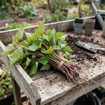 10 Purple Sweet Potato Slips, Live Plants for Garden Planting