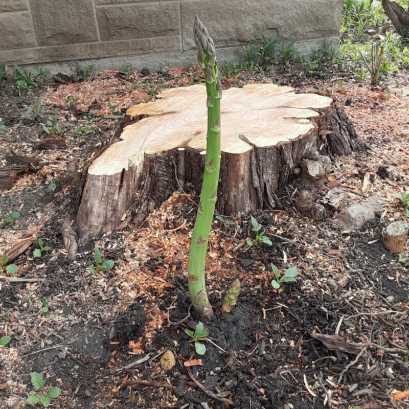 5 Green Asparagus Plants - Popular Vegetable Plants - Spring Vegetable Plant - Outdoor Plant