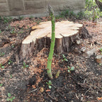 5 Green Asparagus Plants - Popular Vegetable Plants - Spring Vegetable Plant - Outdoor Plant