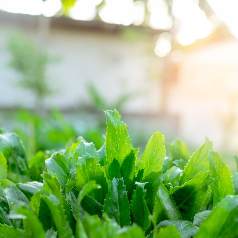 Culantro Plant