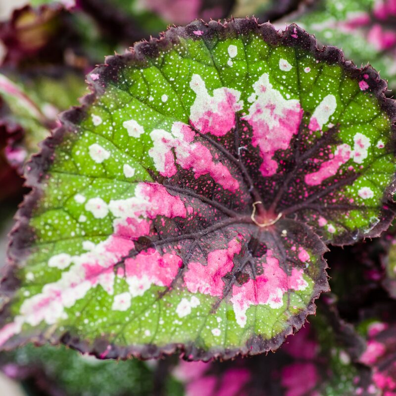 Dark Fantasy Begonia Plant Potted
