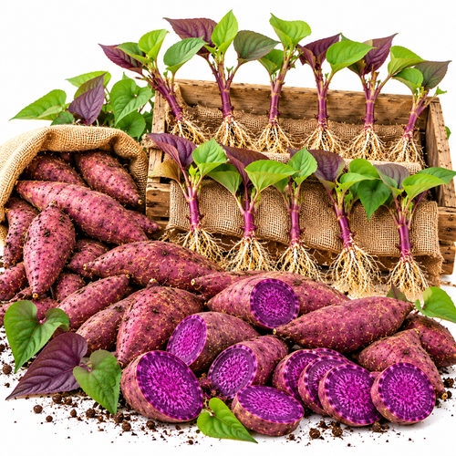 Set 10 Purple Sweet Potato Slips for Planting, Live Starter Plants