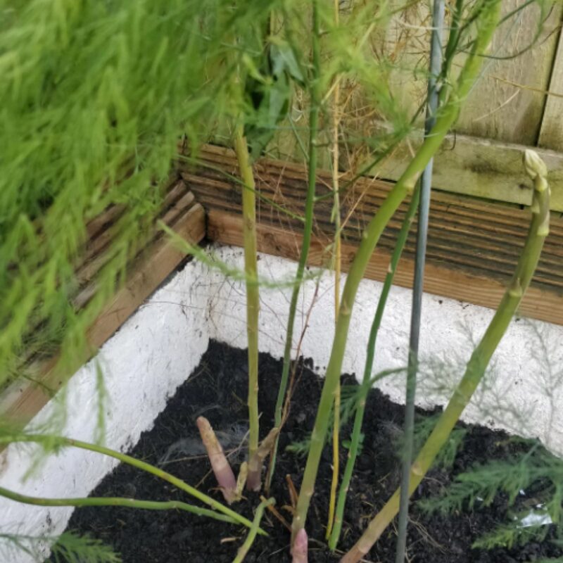 6 Green Asparagus Plants - Hardy Vegetable Plants - Zone 3 To 9