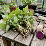 Set 10 Purple Sweet Potato Slips for Planting, Live Starter Plants