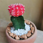 Pink Colorful Moon Cactus Plant