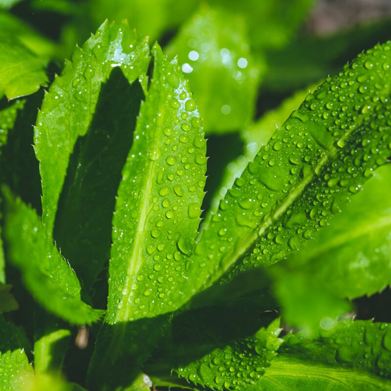 Culantro Plant