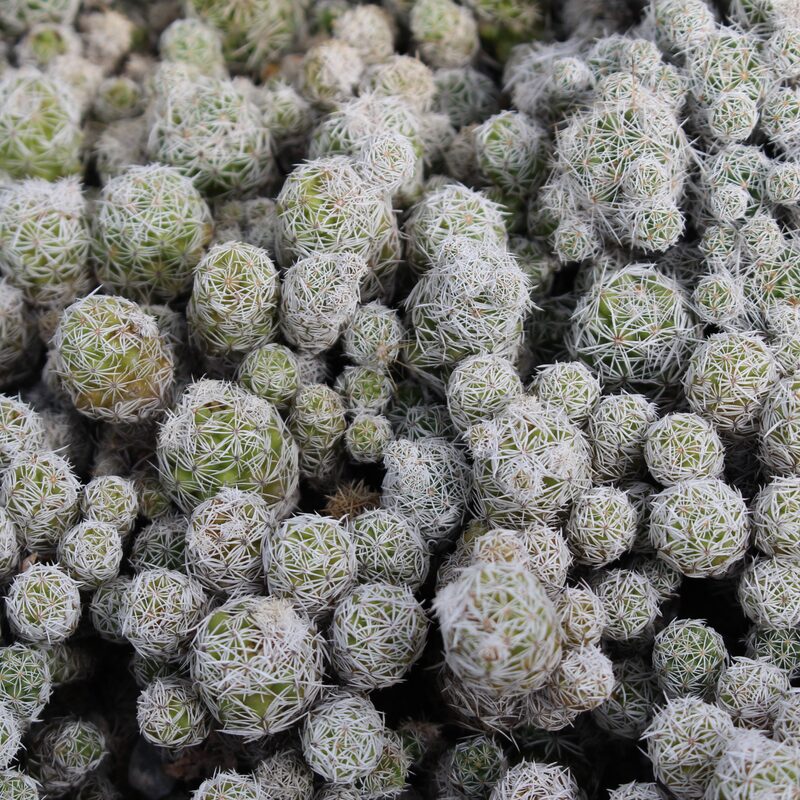 Thimble Cactus Plant