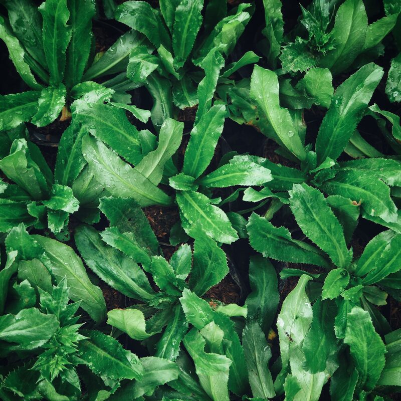 Culantro Plant
