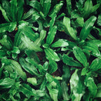 Culantro Plant