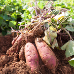 Set 10 Purple Sweet Potato Slips for Planting, Live Starter Plants