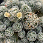 Thimble Cactus Plant