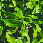 Culantro Plant