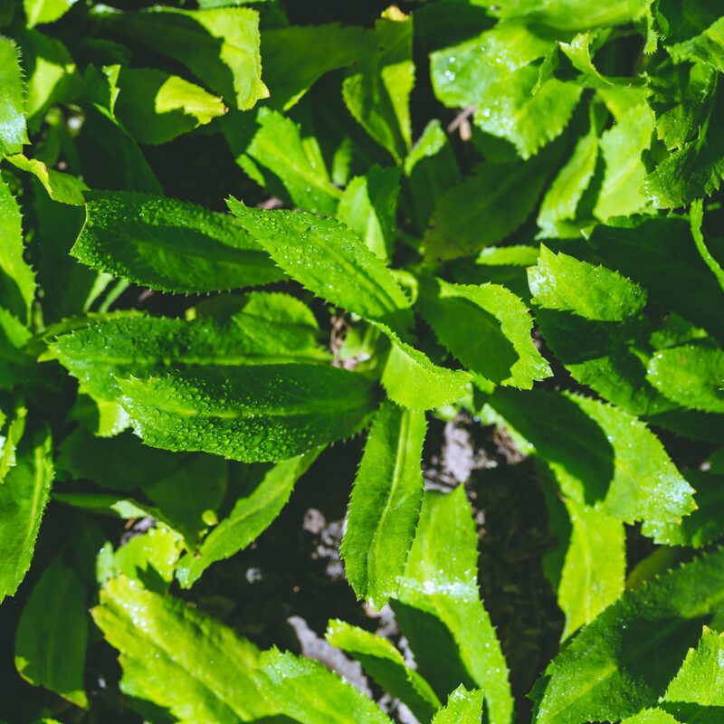 Culantro Plant