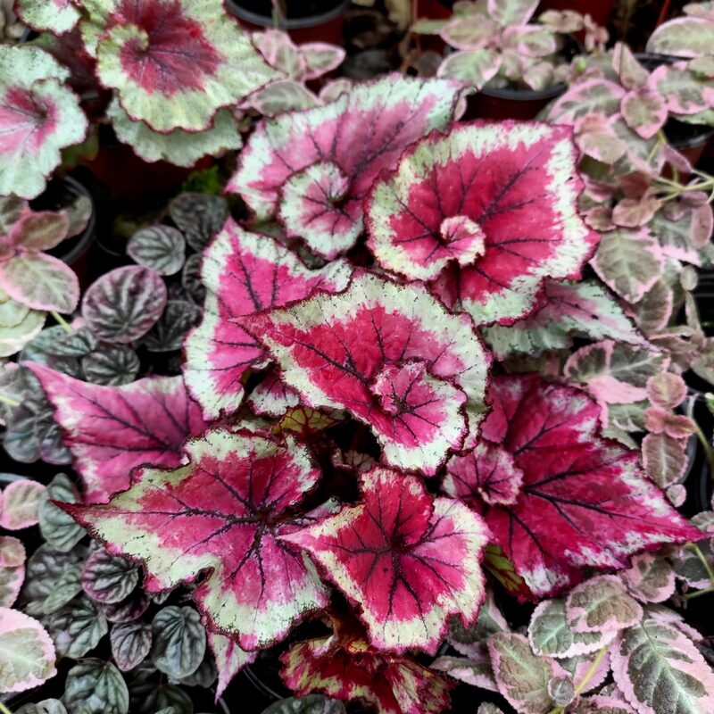 Raspberry Beret Begonia Plant Potted
