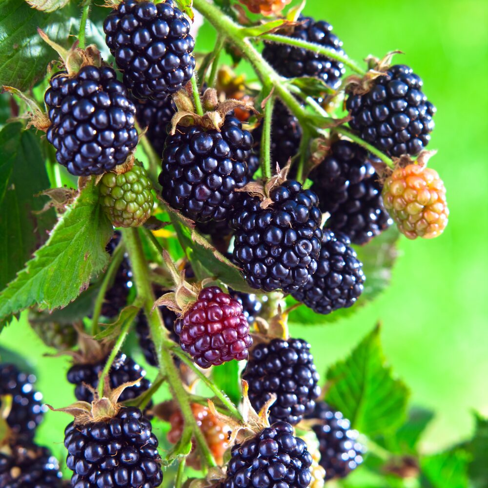 Set 2 Blackberry Plants Live, Navaho Blackberries Plants for Planting, Blackberry Bush Live Plant, Fruit Trees Live Plant 5 to 9 Inches Tall