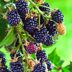 Set 2 Blackberry Plants Live, Navaho Blackberries Plants for Planting, Blackberry Bush Live Plant, Fruit Trees Live Plant 5 to 9 Inches Tall