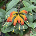 Aeschynanthus Black Pagoda Lipstick Plant Live, 2 Inch Pot