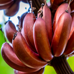 Red Banana Tree 4-8 Inc