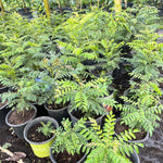 Curry Leaf Tree Murraya Koenigii 2 Feet Height