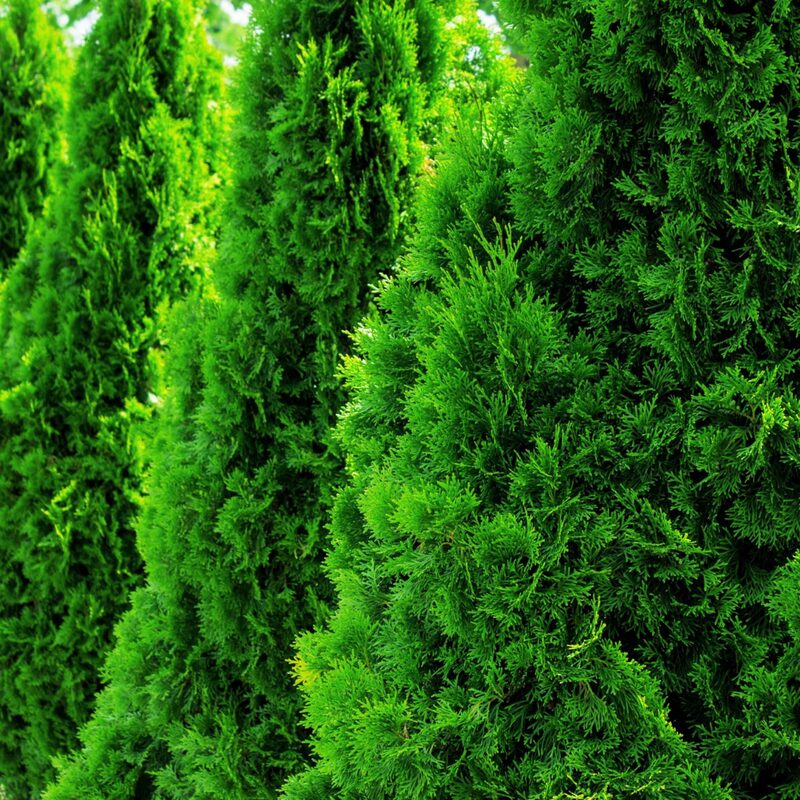 50 Thuja Green Giant Arborvitae Trees Live Plants - 2.5" Pot - 6-14" Tall