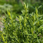 2 Tarragon Plants 4-8" Tall