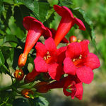 Trumpet Plant Live, Trumpet Vine In 2.5 Inch Pot (Flamenco Red, Orange, Yellow, Red)
