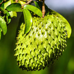 Sweet Soursop Tree 5-9 Inc Tall