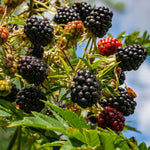 Sweetie Pie Blackberry Plants