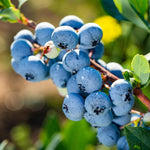 Misty Blueberry Plant