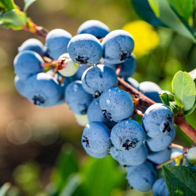 Misty Blueberry Plant