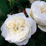 White Meilland Rose Bush