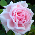 La France Rose Plant Live