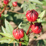 Red Roselle Hibiscus Plant Live, Sorrel Jamaica In 4" Pot
