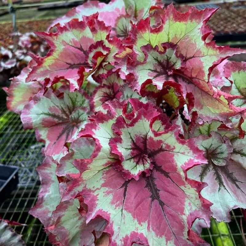 Raspberry Beret Begonia Plant Potted