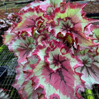 Raspberry Beret Begonia Plant Potted