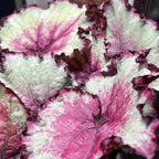 Raspberry Beret Begonia Plant Potted