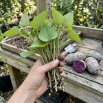 10 Purple Sweet Potato Starter Slips for Planting, Vegetable Garden Plants