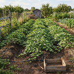 10 Purple Sweet Potato Starter Slips for Planting, Vegetable Garden Plants