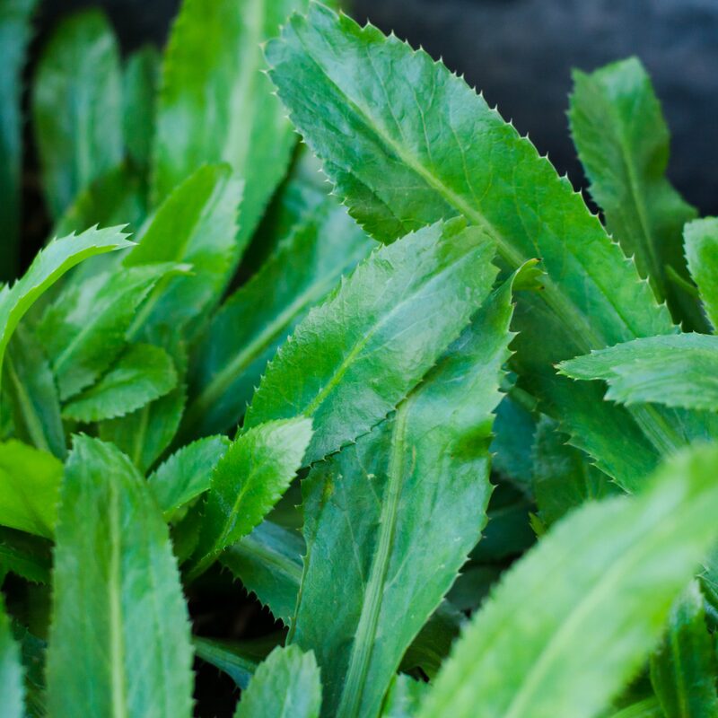 Culantro Plant