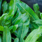 Culantro Plant