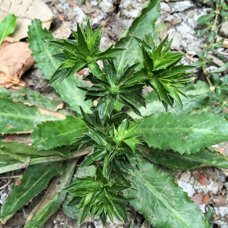 Culantro Plant