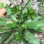 Culantro Plant