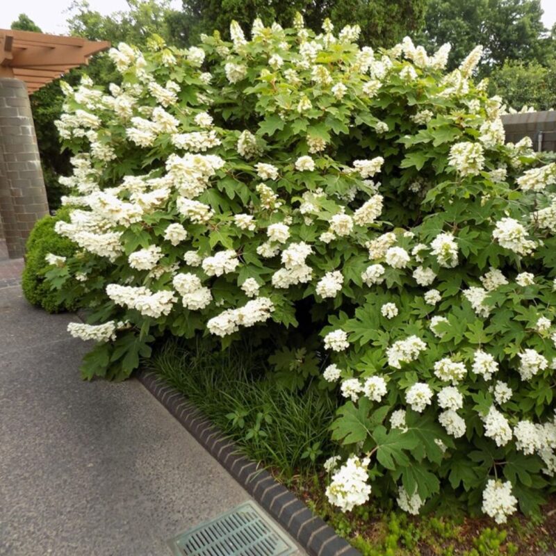 Pee Gee Dwarf Oakleaf Hydrangea Live Plants – 3 Bare Roots